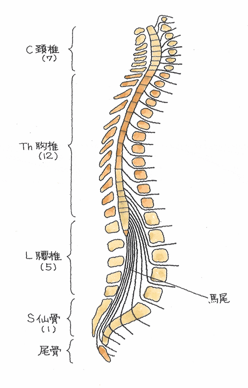 脊椎の構造