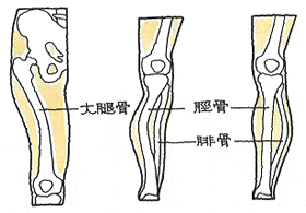 下肢　長管骨の変形