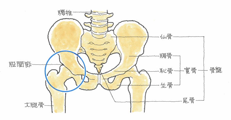 股関節の仕組み