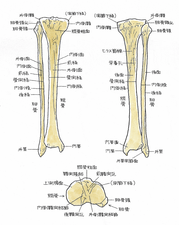 脛骨と腓骨