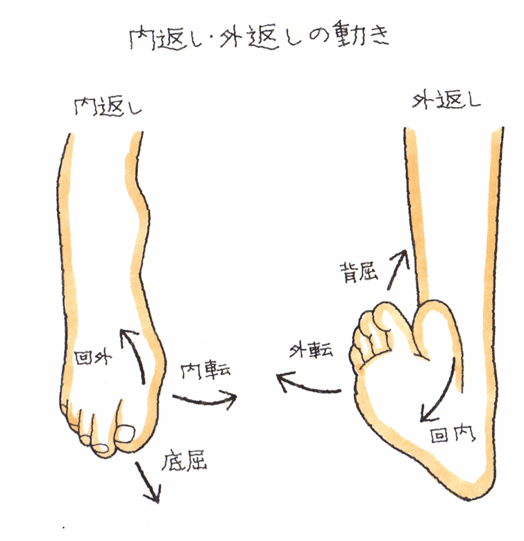 足関節の構造と仕組み