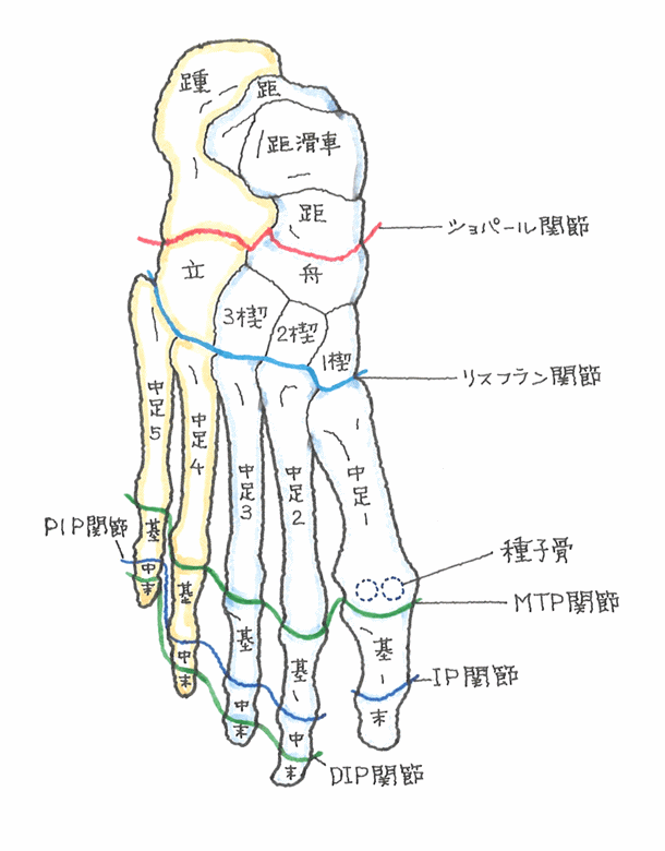 足根骨の構造と仕組み