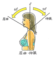 頸椎の屈曲と伸展