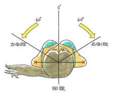 頸椎の回旋