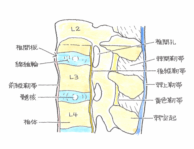 脊椎の構造