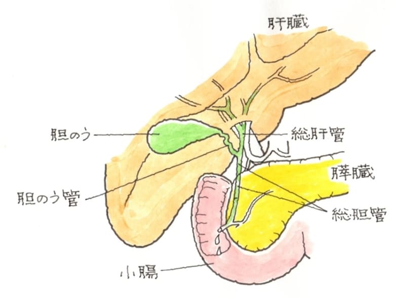 胆嚢破裂の原因