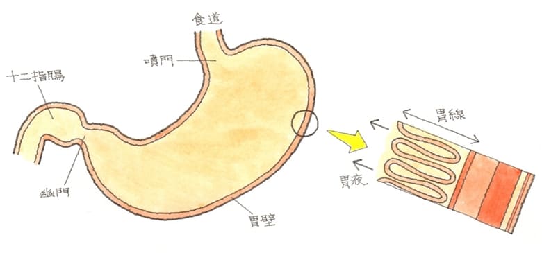 管腔臓器　胃の仕組みと障害