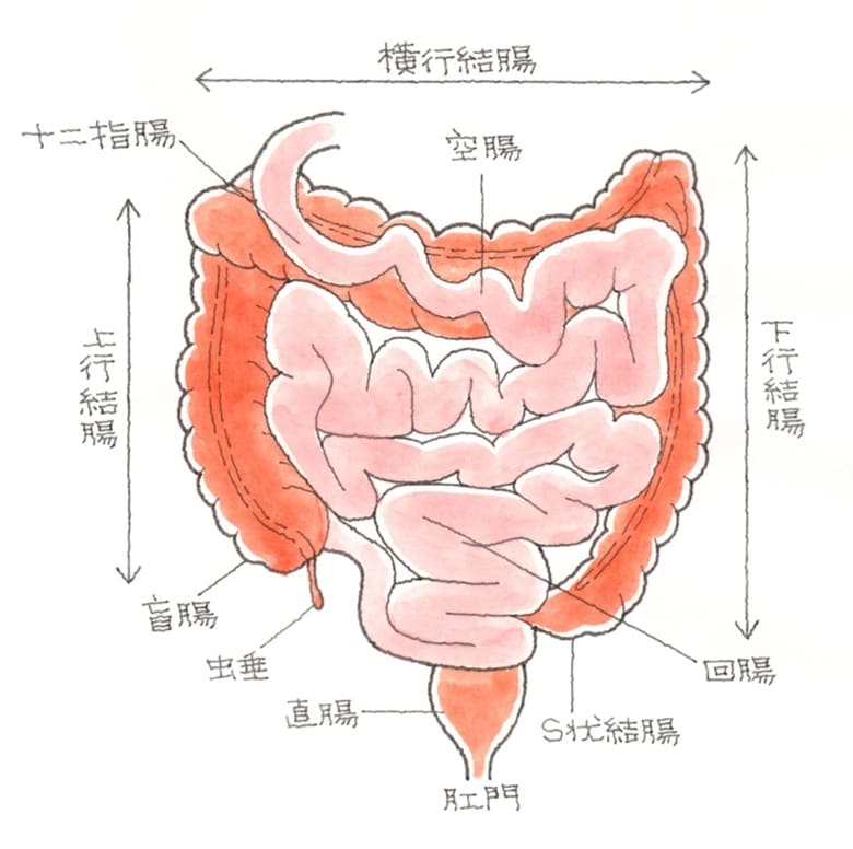 小腸の仕組みと障害