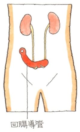 泌尿器　尿管・膀胱・尿道の仕組みと障害