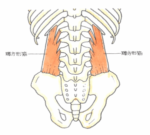 腰椎横突起骨折（背側）