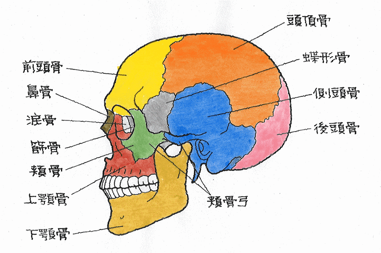 頭部の骨の構造