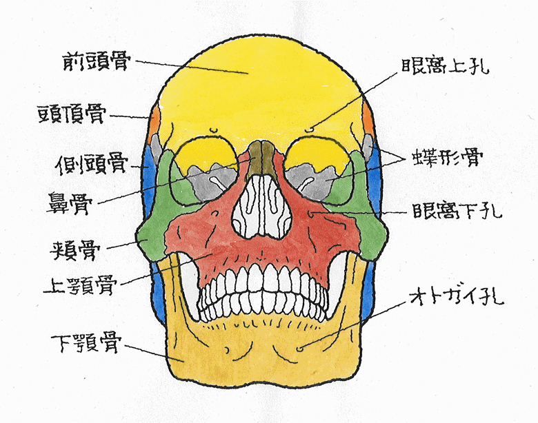 頭部の骨の種類