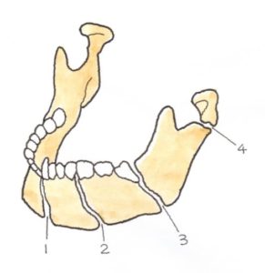 顎の解説