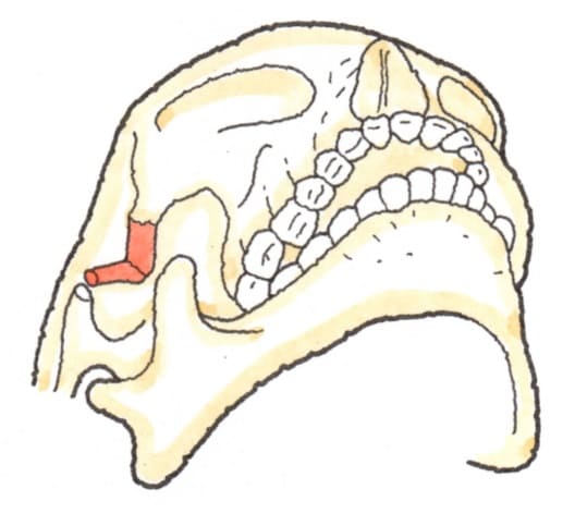 顎の構造