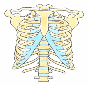胸鎖関節