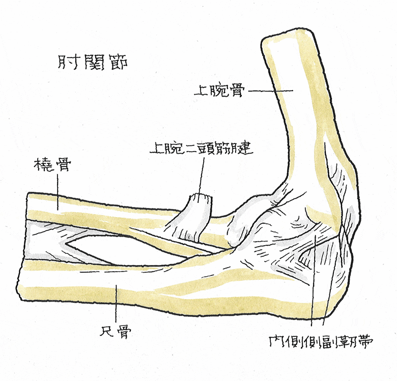 肘関節の構造