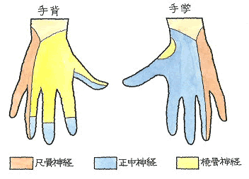 手指の神経支配領域