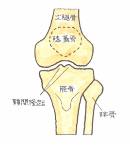 右膝関節の正面骨格図