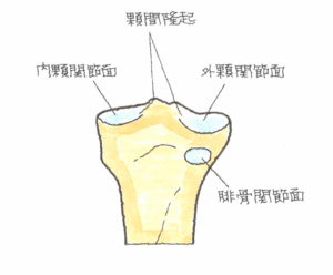 𦙾骨近位端の後方図