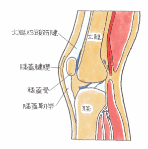 膝蓋骨々折 事故の教科書