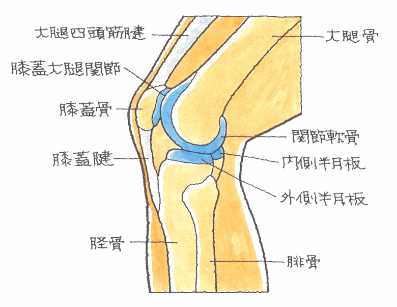 膝蓋骨の構造