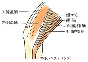 太腿の筋肉の解説