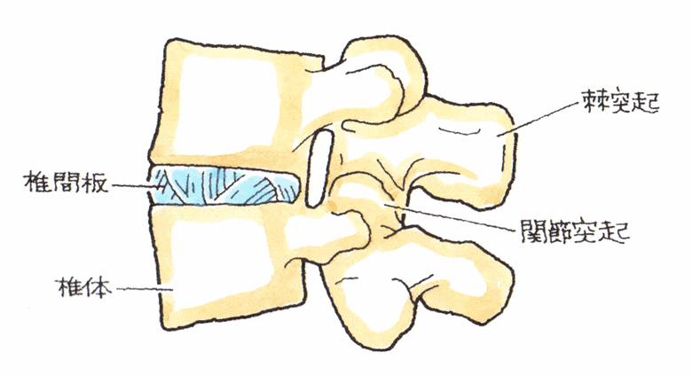 椎間板の構造