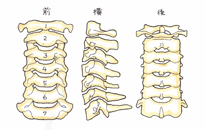 椎体の構造