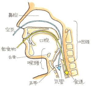 鼻と口の構造