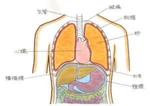 肺の構造１