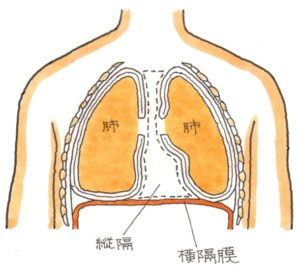 肺の構造２